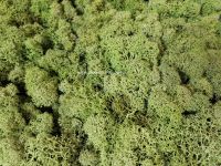 Chrobotek reniferowy moss green 15 g